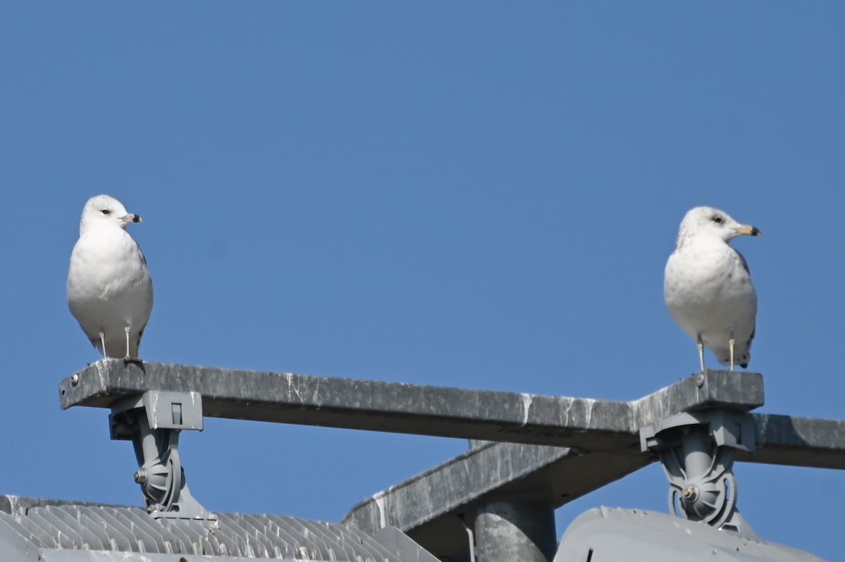 Ring-billed Gull - ML621882777