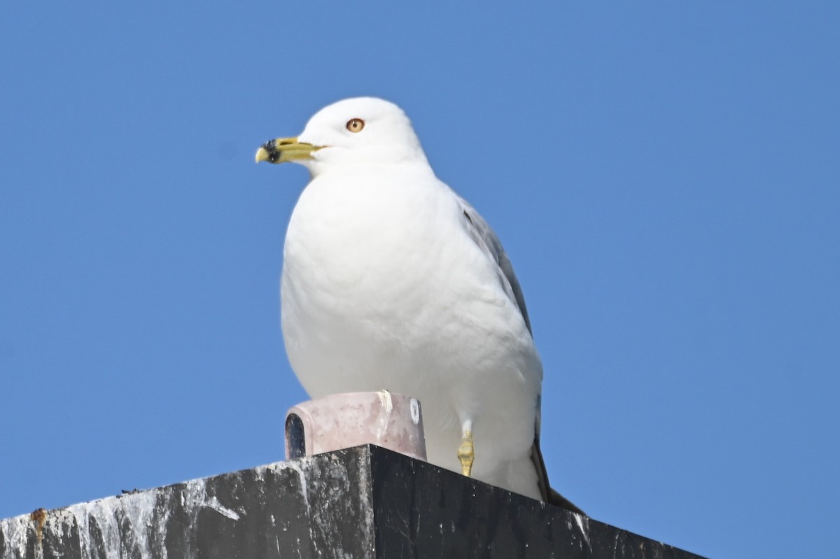 Ring-billed Gull - ML621882780