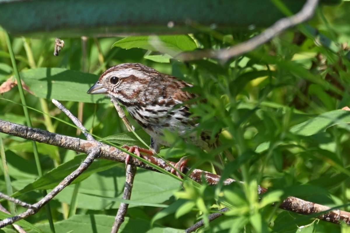 Song Sparrow - ML621882789