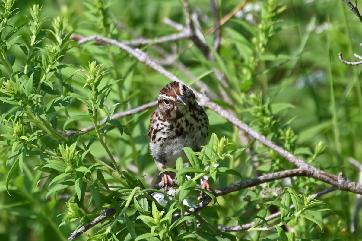 Song Sparrow - ML621882790