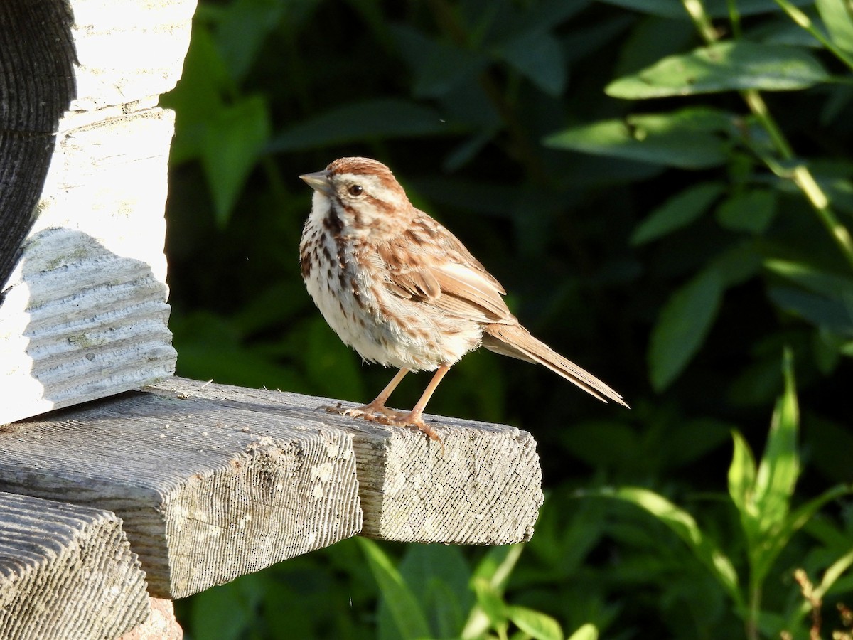 Song Sparrow - ML621882791