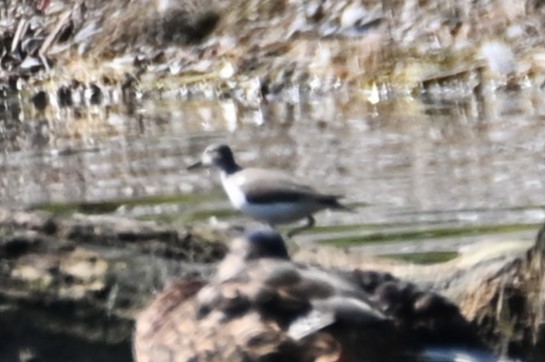 Spotted Sandpiper - ML621882792