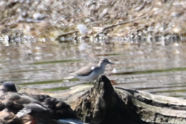 Spotted Sandpiper - ML621882793