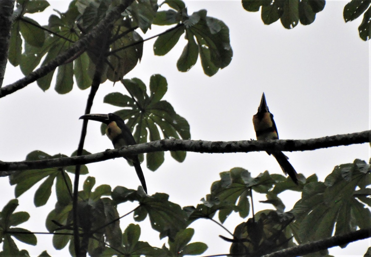 Collared Aracari - ML621882797