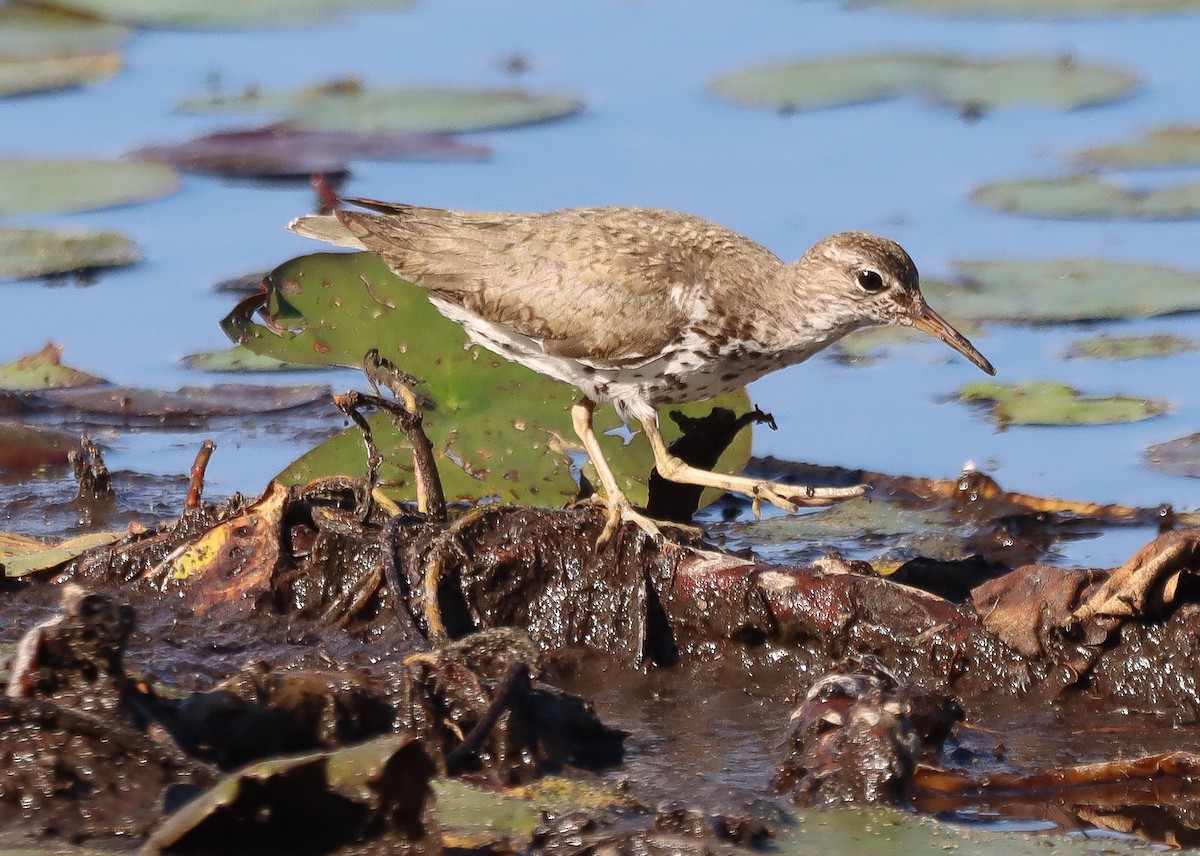 Spotted Sandpiper - ML621882798