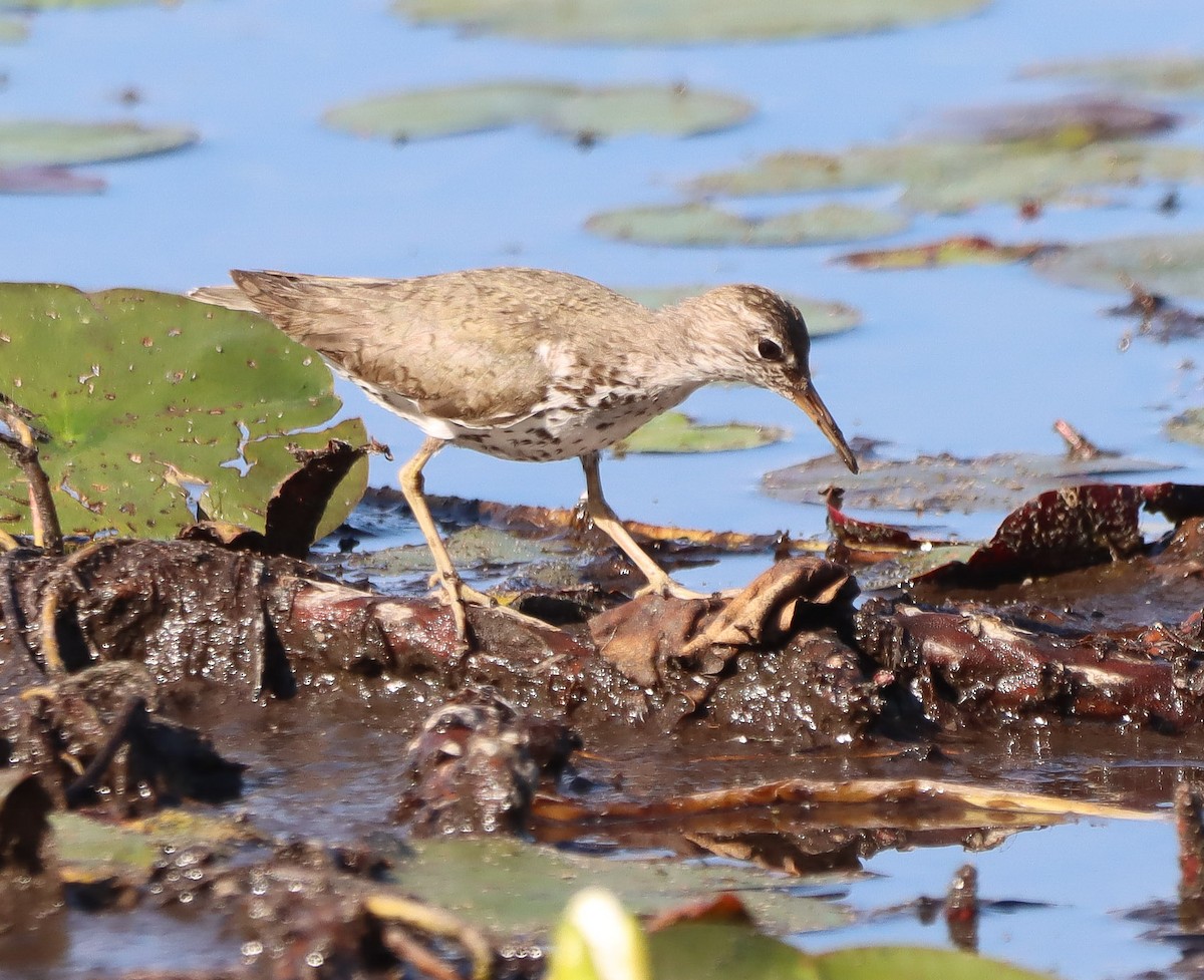 Spotted Sandpiper - ML621882800