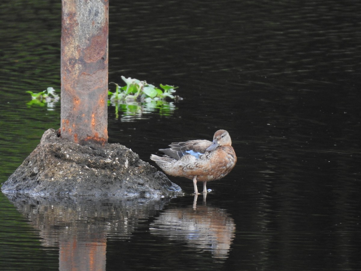 Blue-winged Teal - ML621882805