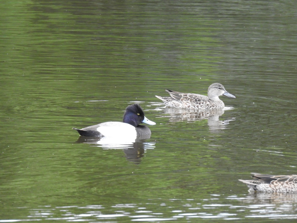 Blue-winged Teal - ML621882806