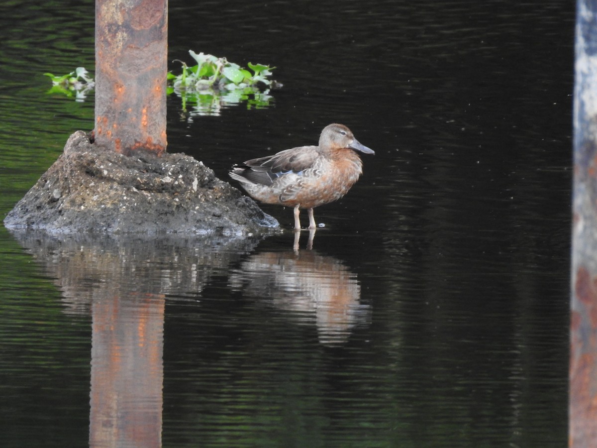 Blue-winged Teal - ML621882807