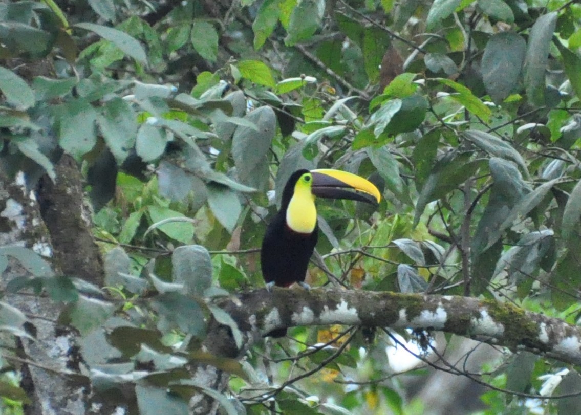 Yellow-throated Toucan - ML621882808