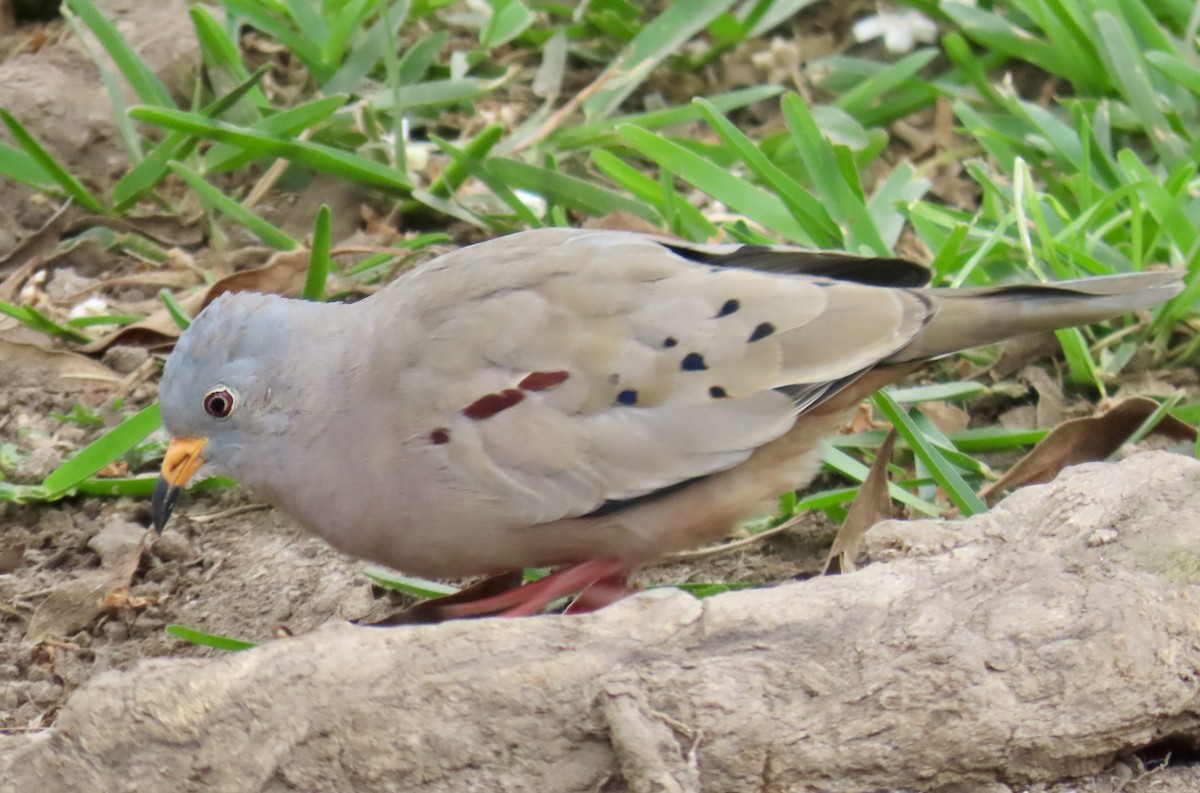 Croaking Ground Dove - ML621882810