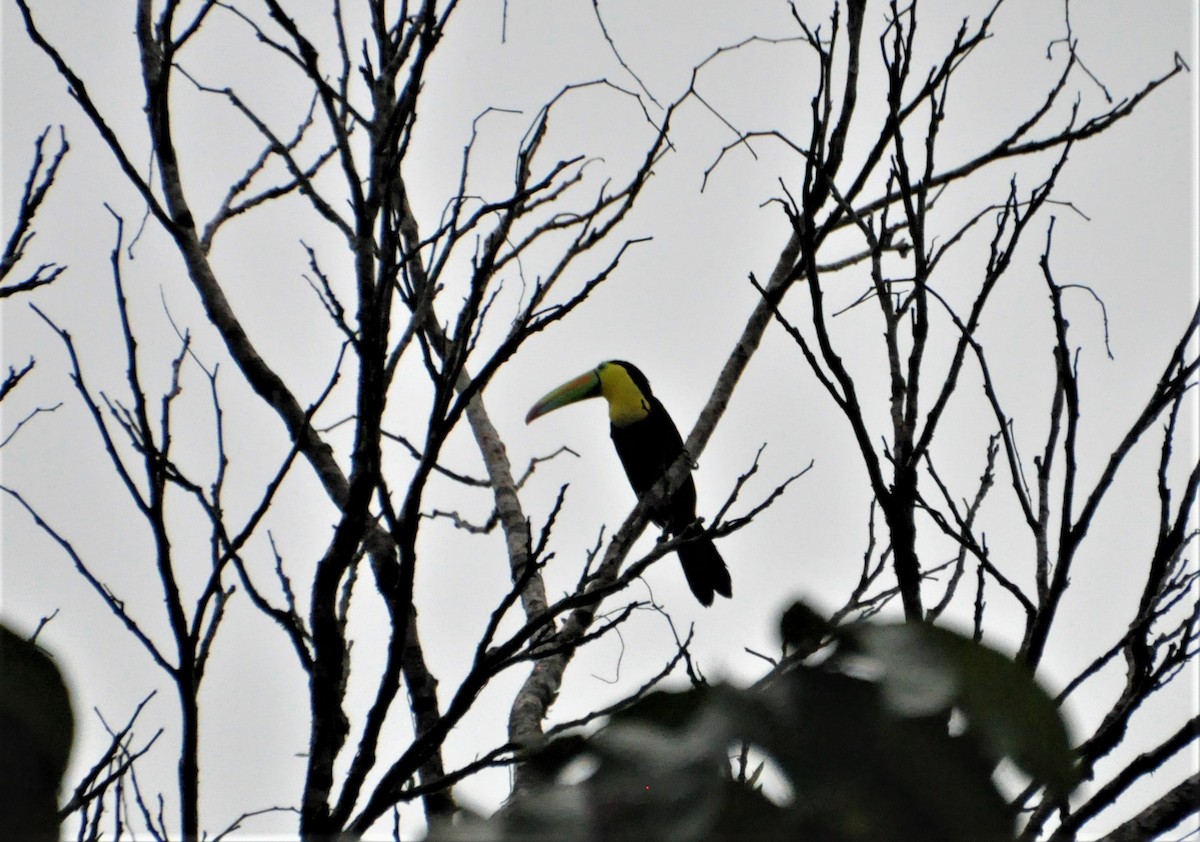 Keel-billed Toucan - ML621882813