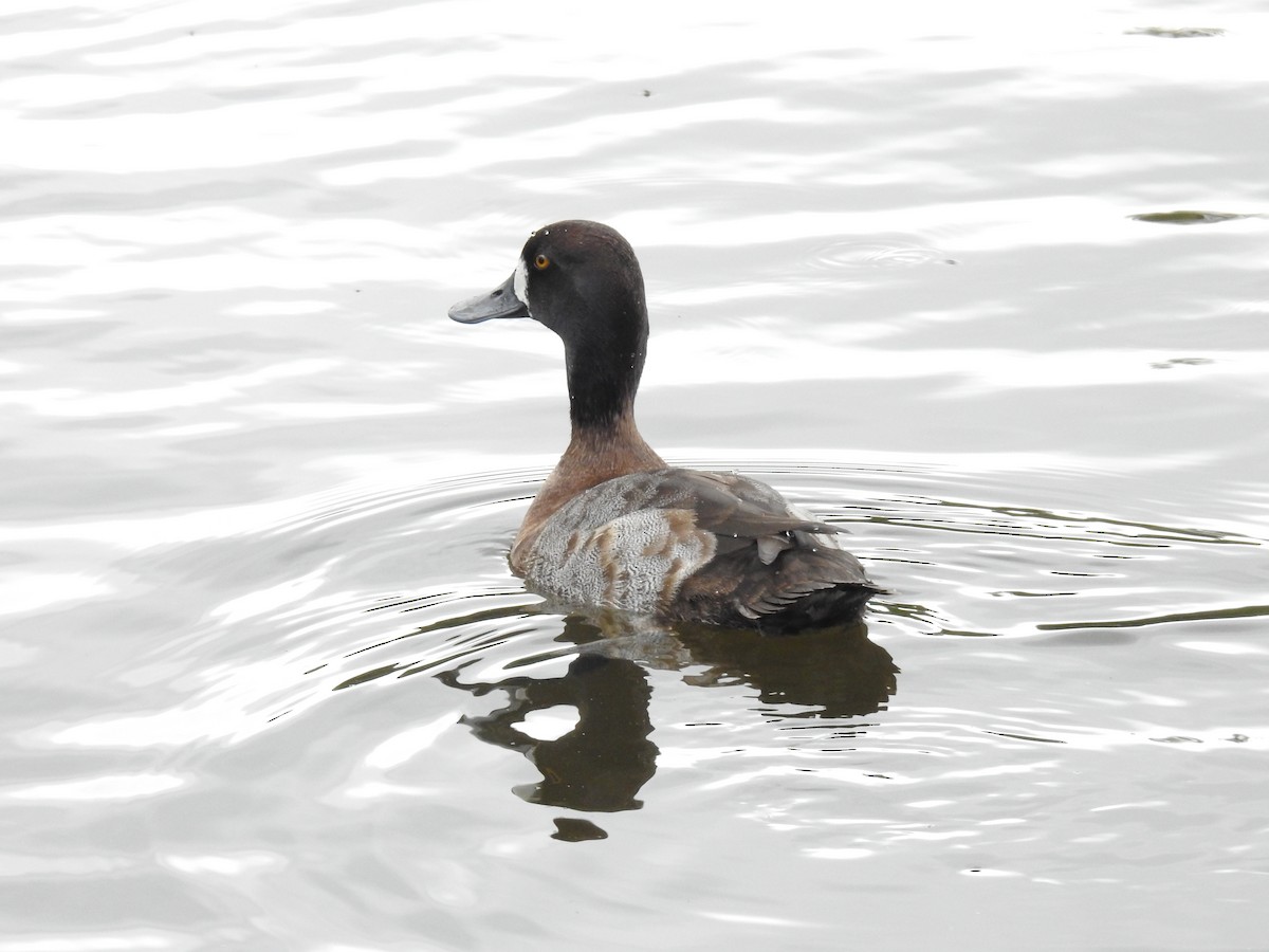 Lesser Scaup - ML621882814