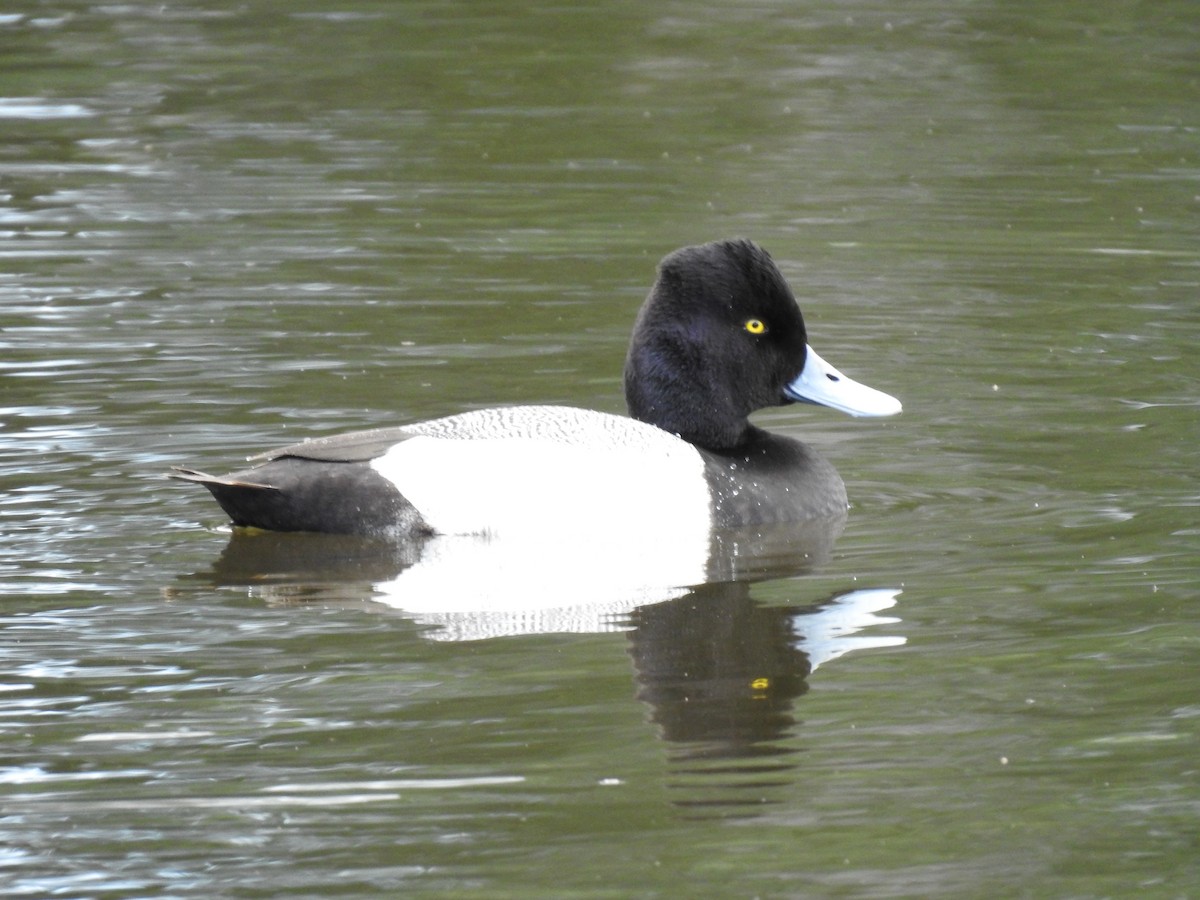 Lesser Scaup - ML621882815