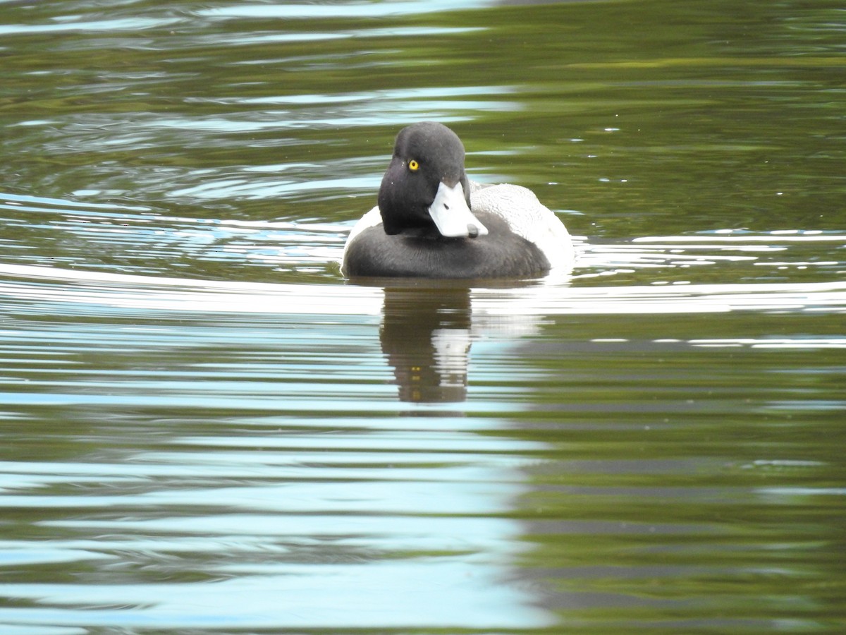 Lesser Scaup - Erick Barbato