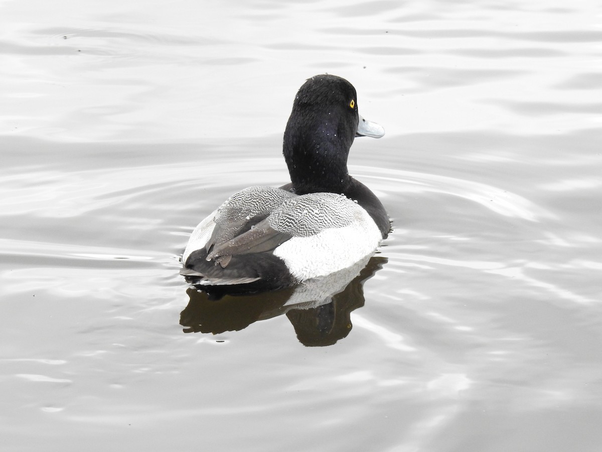 Lesser Scaup - ML621882817