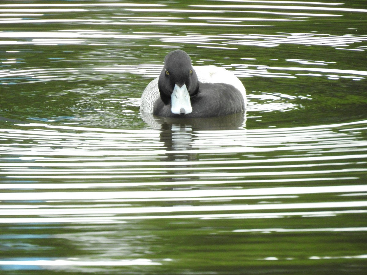 Lesser Scaup - ML621882818