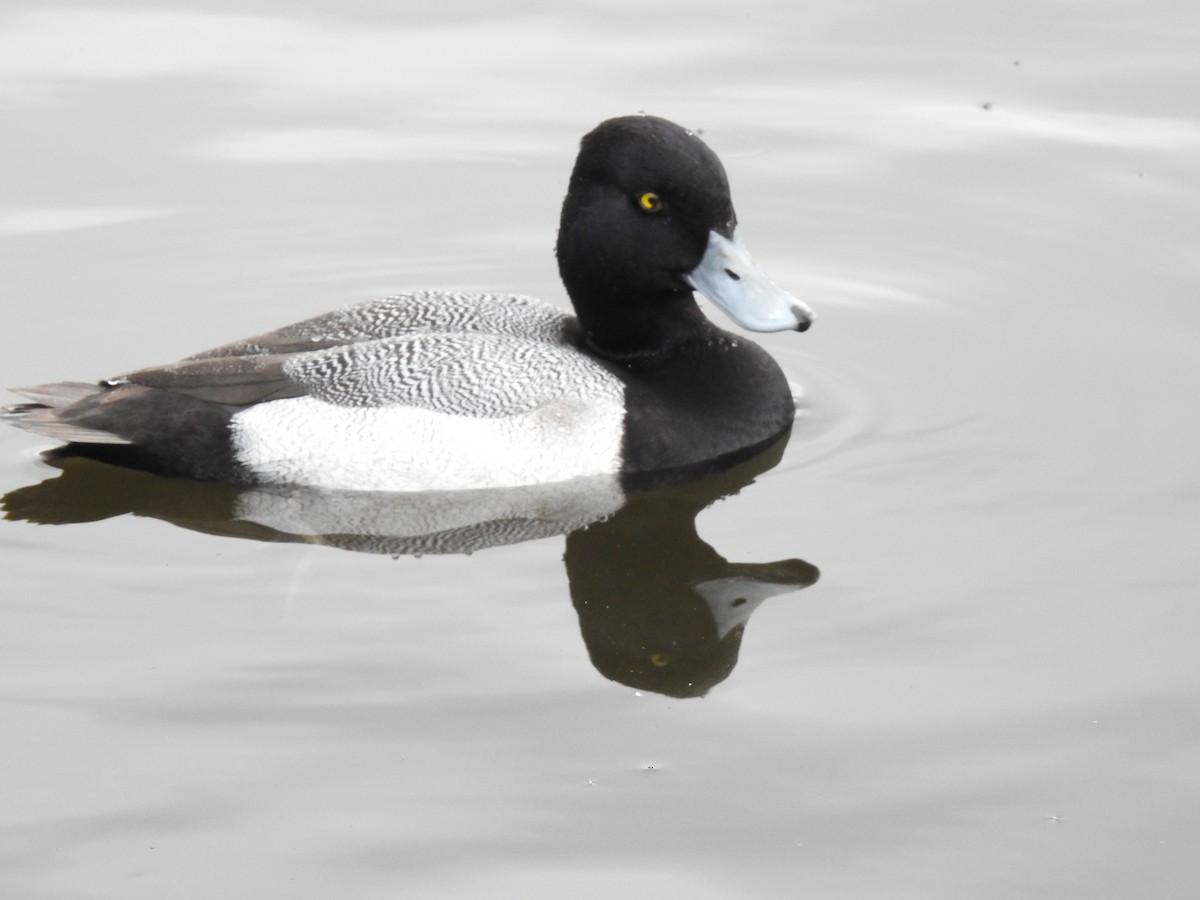 Lesser Scaup - ML621882820