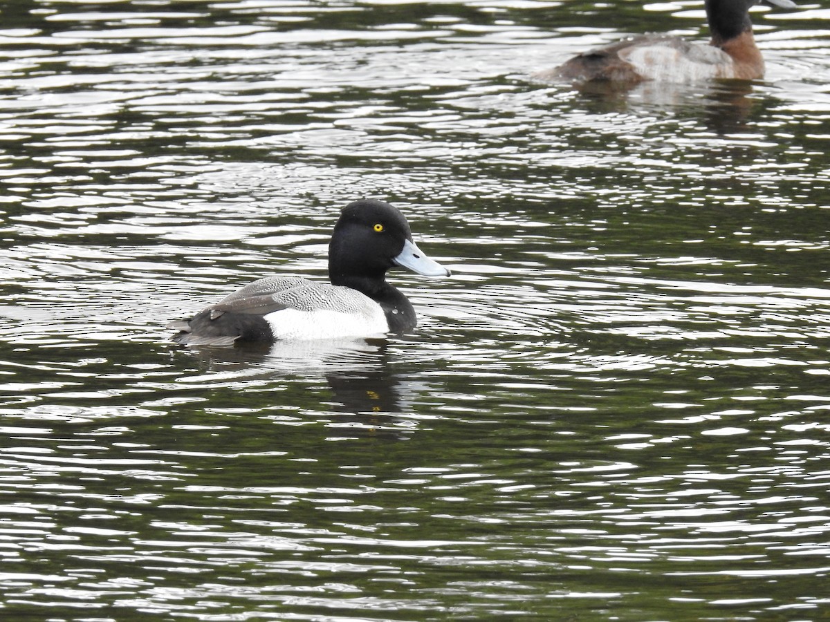 Lesser Scaup - ML621882821