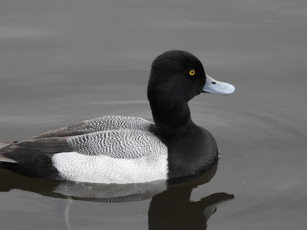 Lesser Scaup - ML621882823