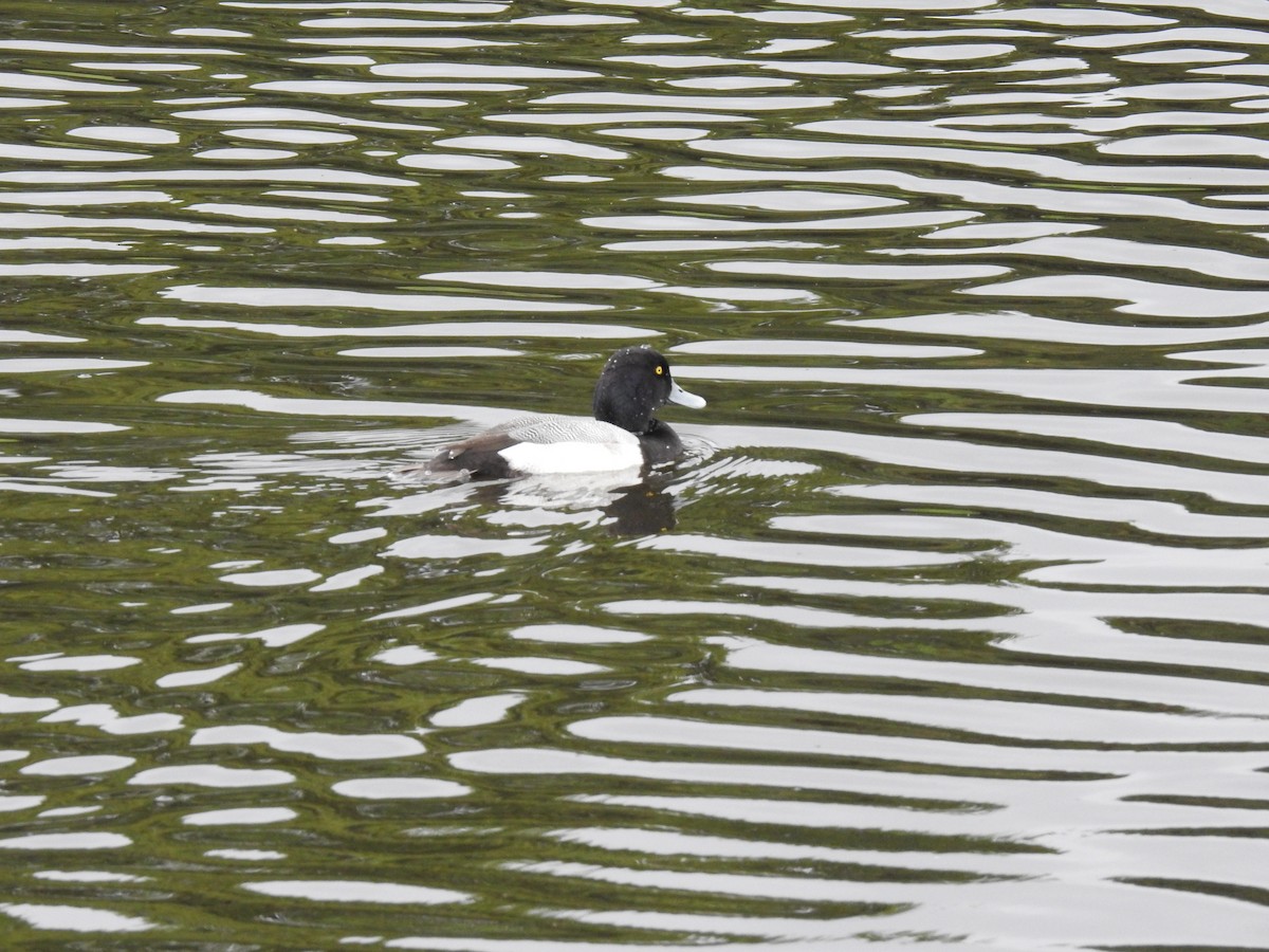 Lesser Scaup - ML621882824