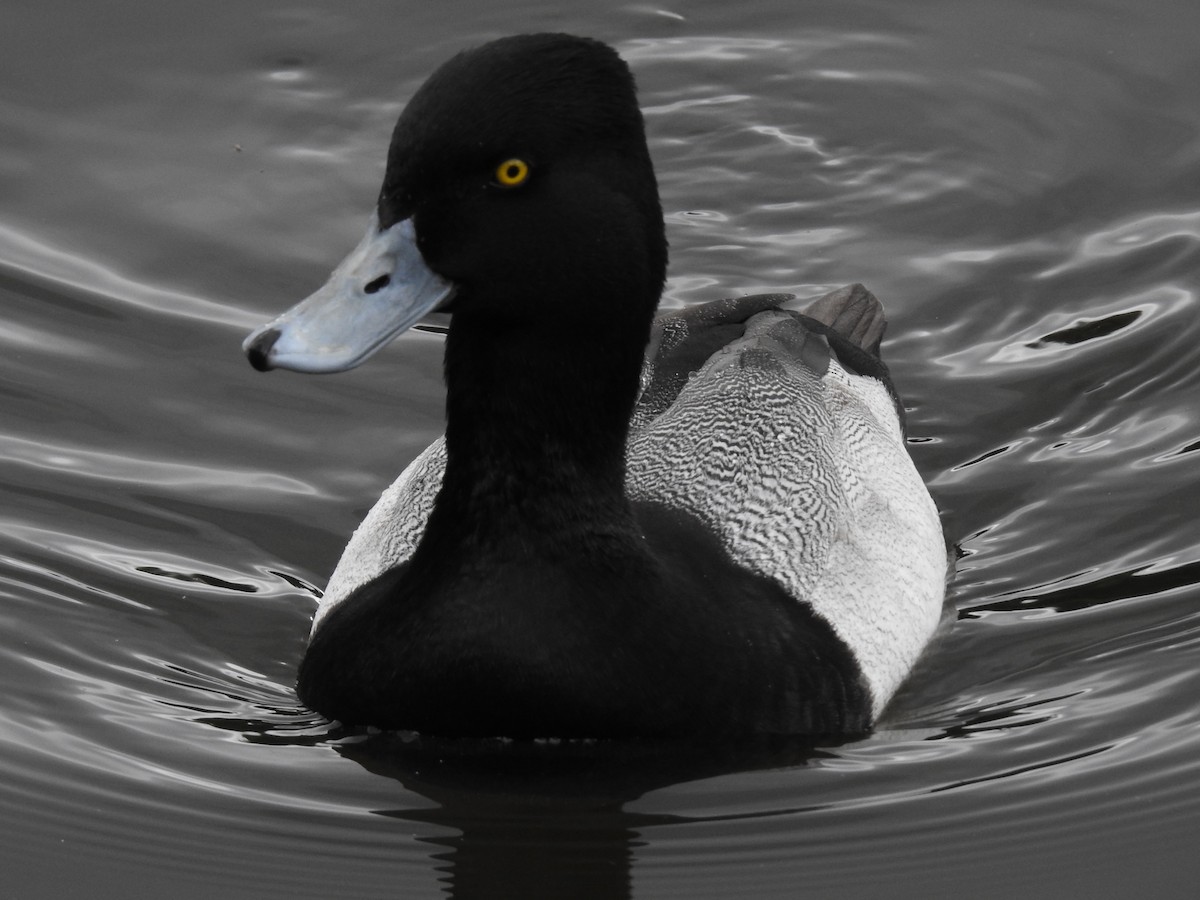 Lesser Scaup - ML621882828