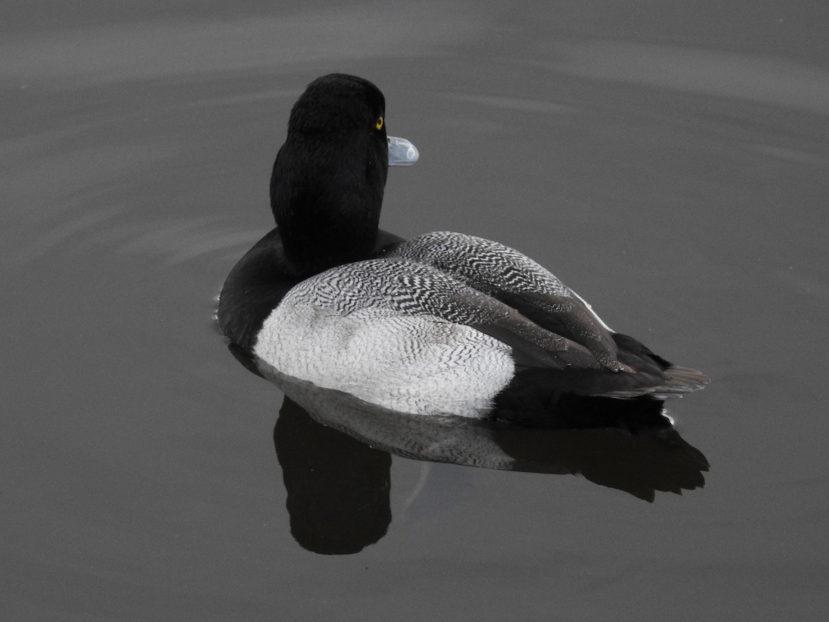 Lesser Scaup - ML621882829