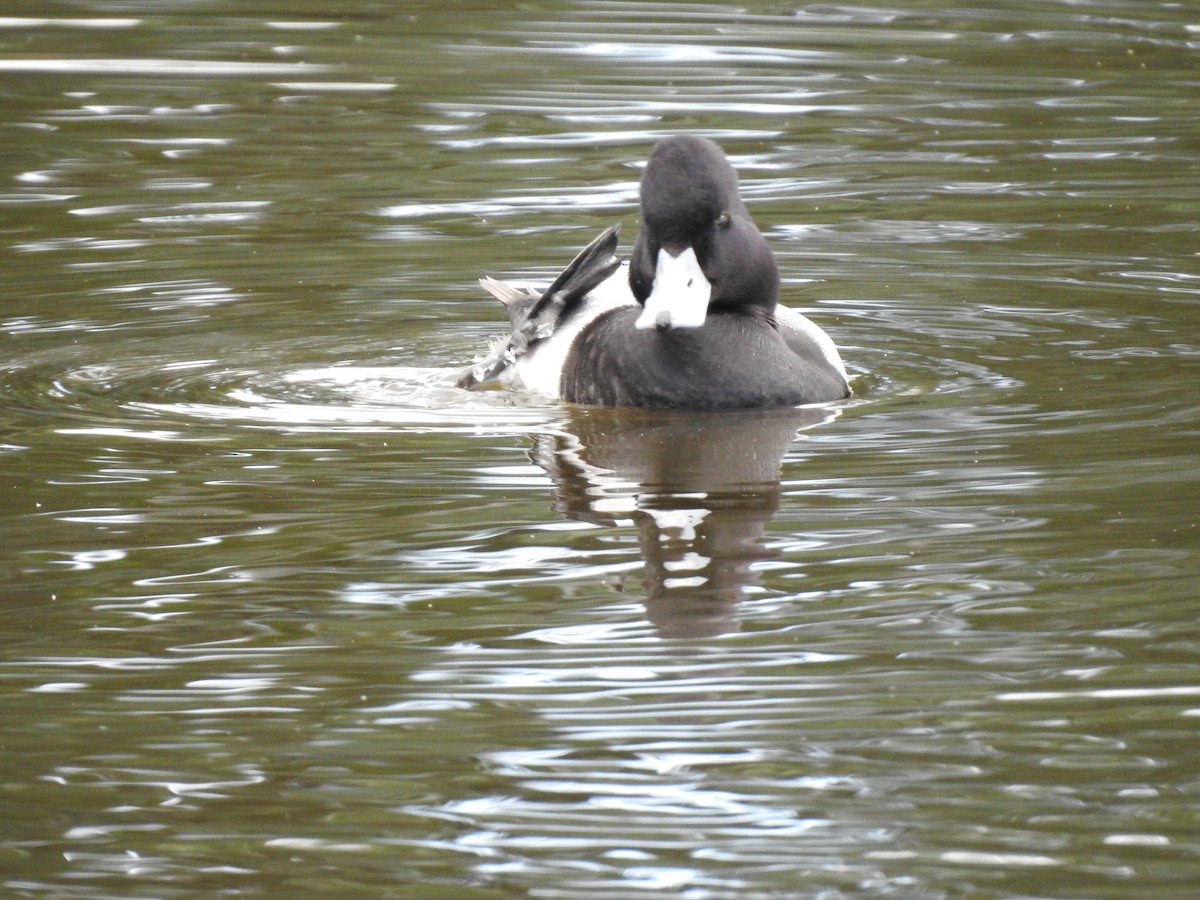 Lesser Scaup - Erick Barbato