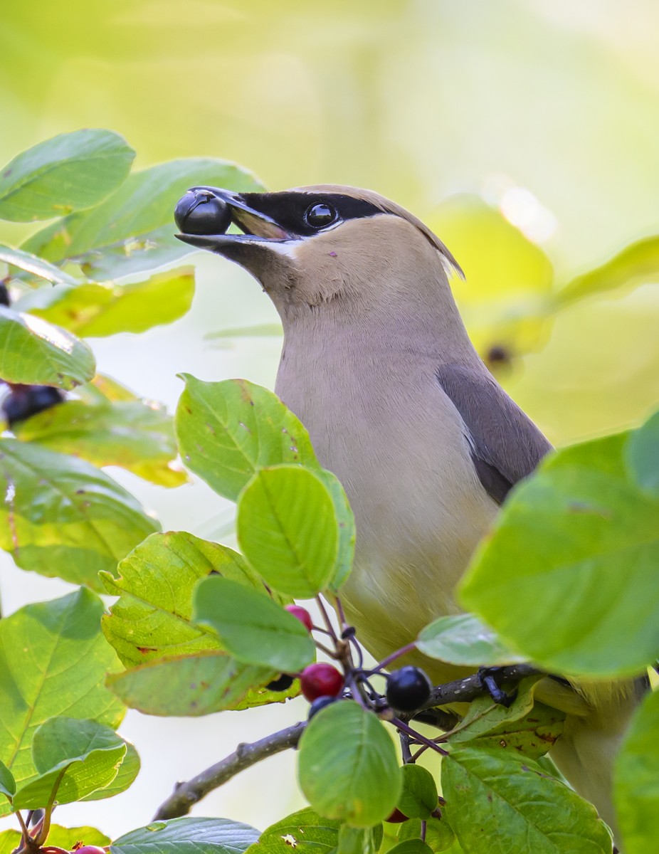 Cedar Waxwing - Jocelyn  Anderson