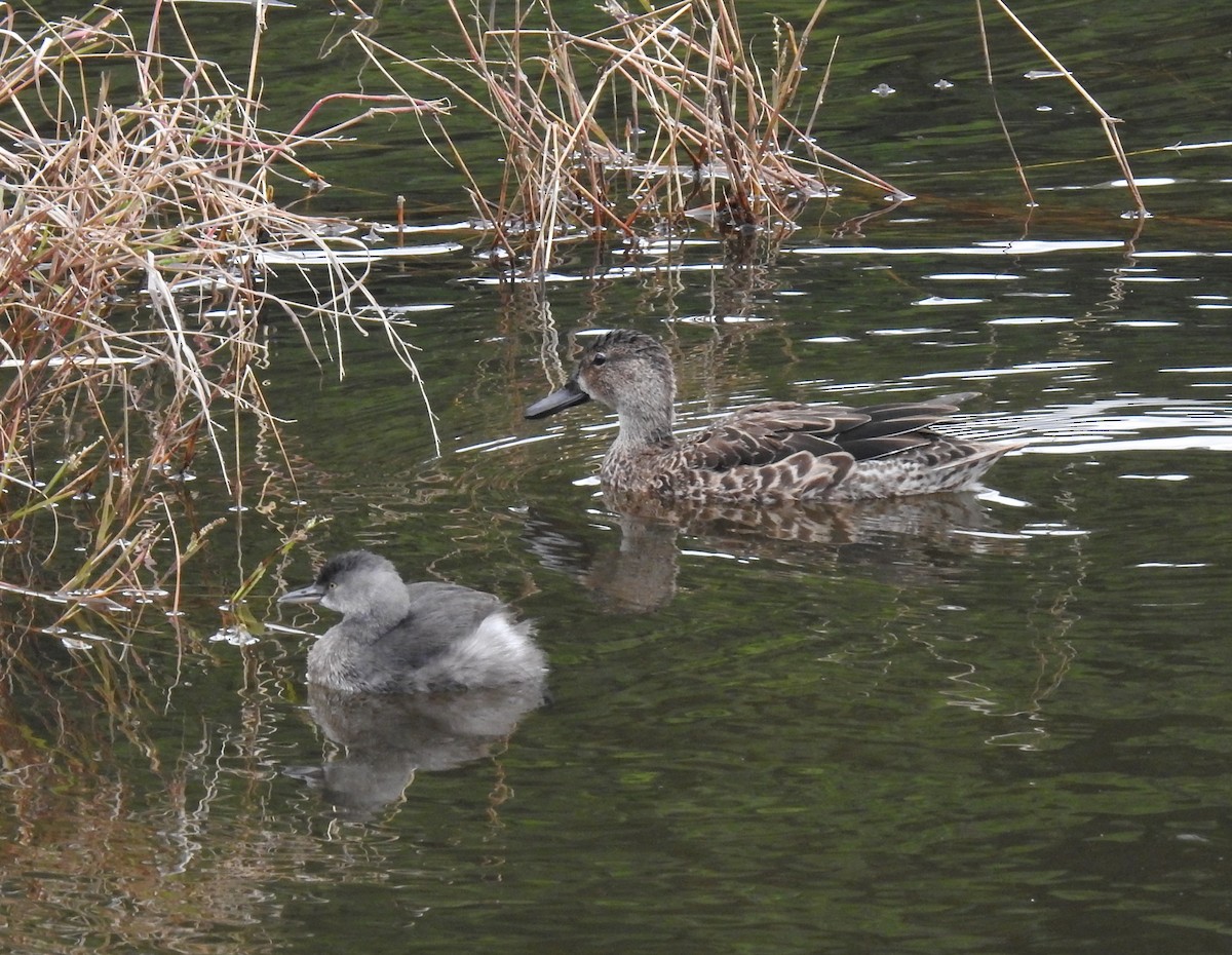 Least Grebe - ML621882846