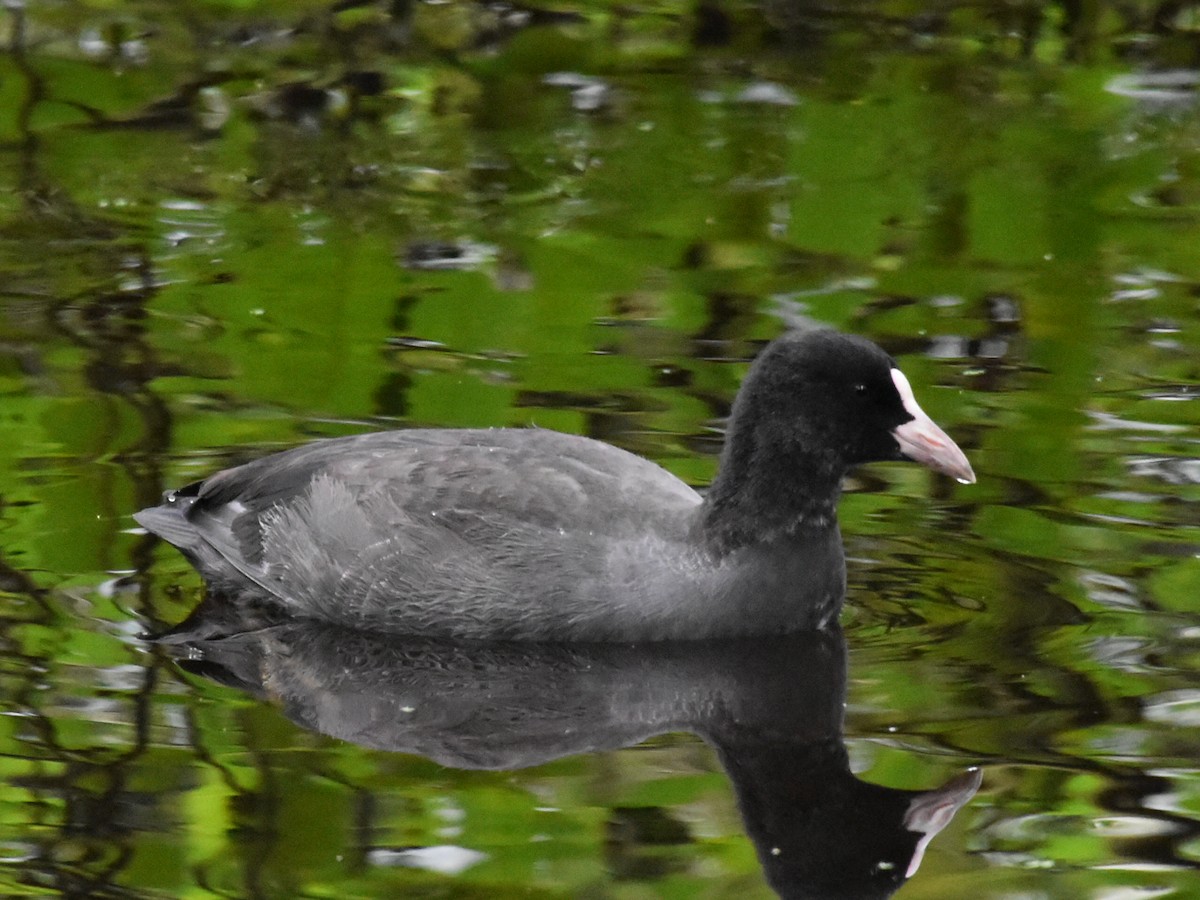 Eurasian Coot - ML621882878