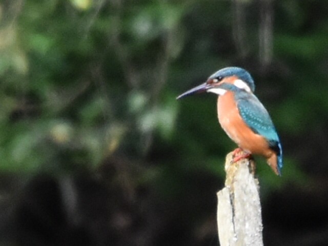 Common Kingfisher - ML621882907