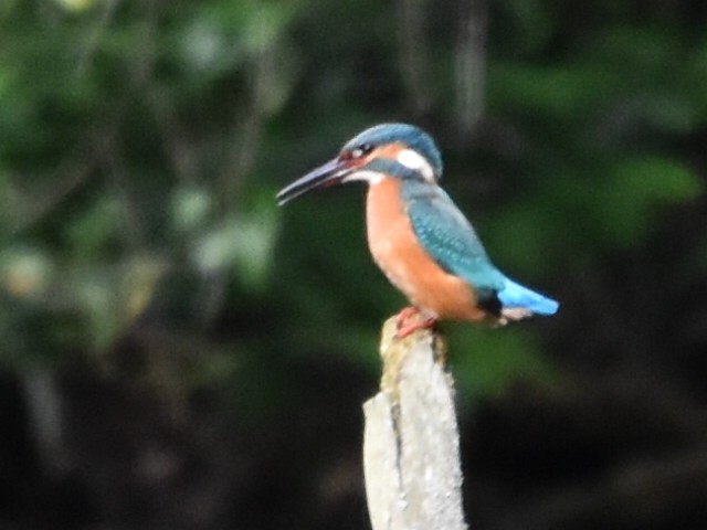 Common Kingfisher - ML621882908