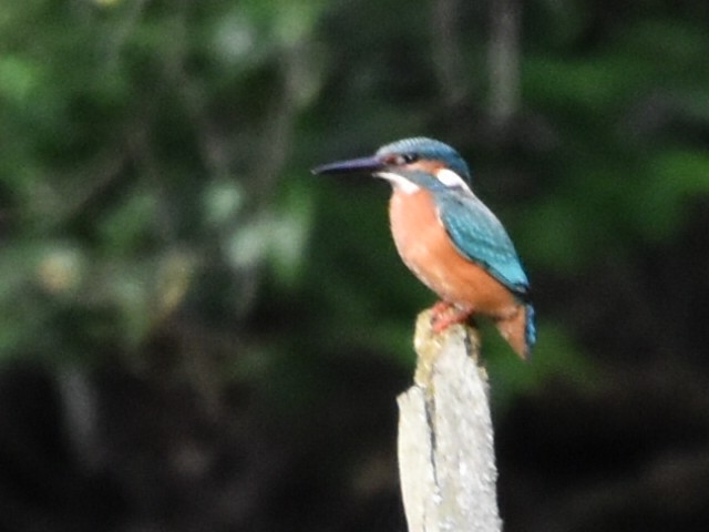 Common Kingfisher - ML621882909