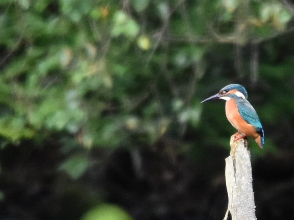 Common Kingfisher - ML621882910