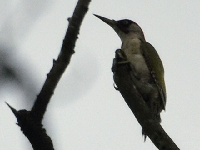 Eurasian Green Woodpecker - ML621882928