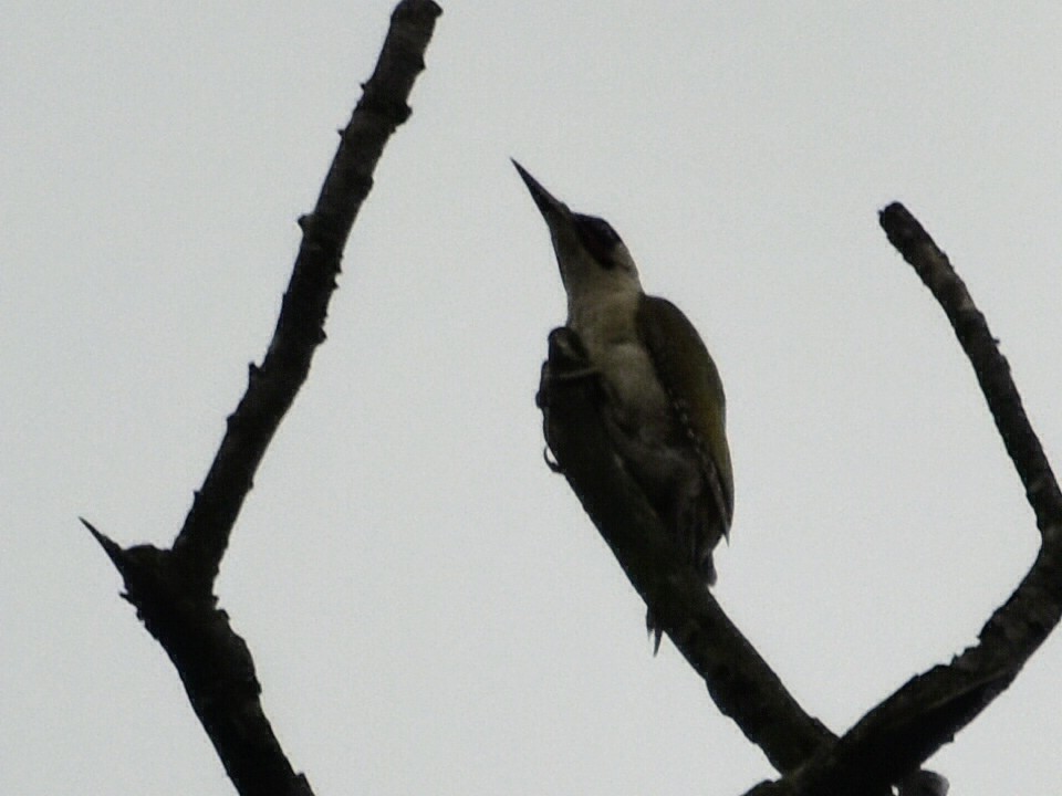 Eurasian Green Woodpecker - ML621882929