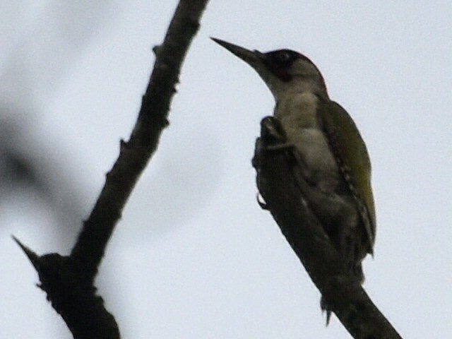 Eurasian Green Woodpecker - ML621882930