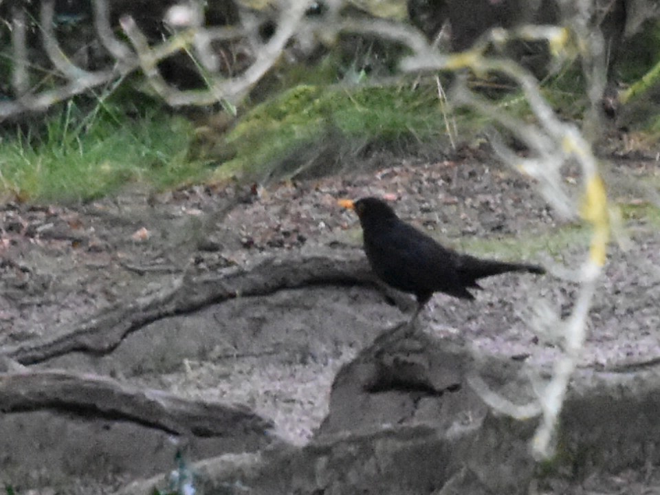 Eurasian Blackbird - ML621882938