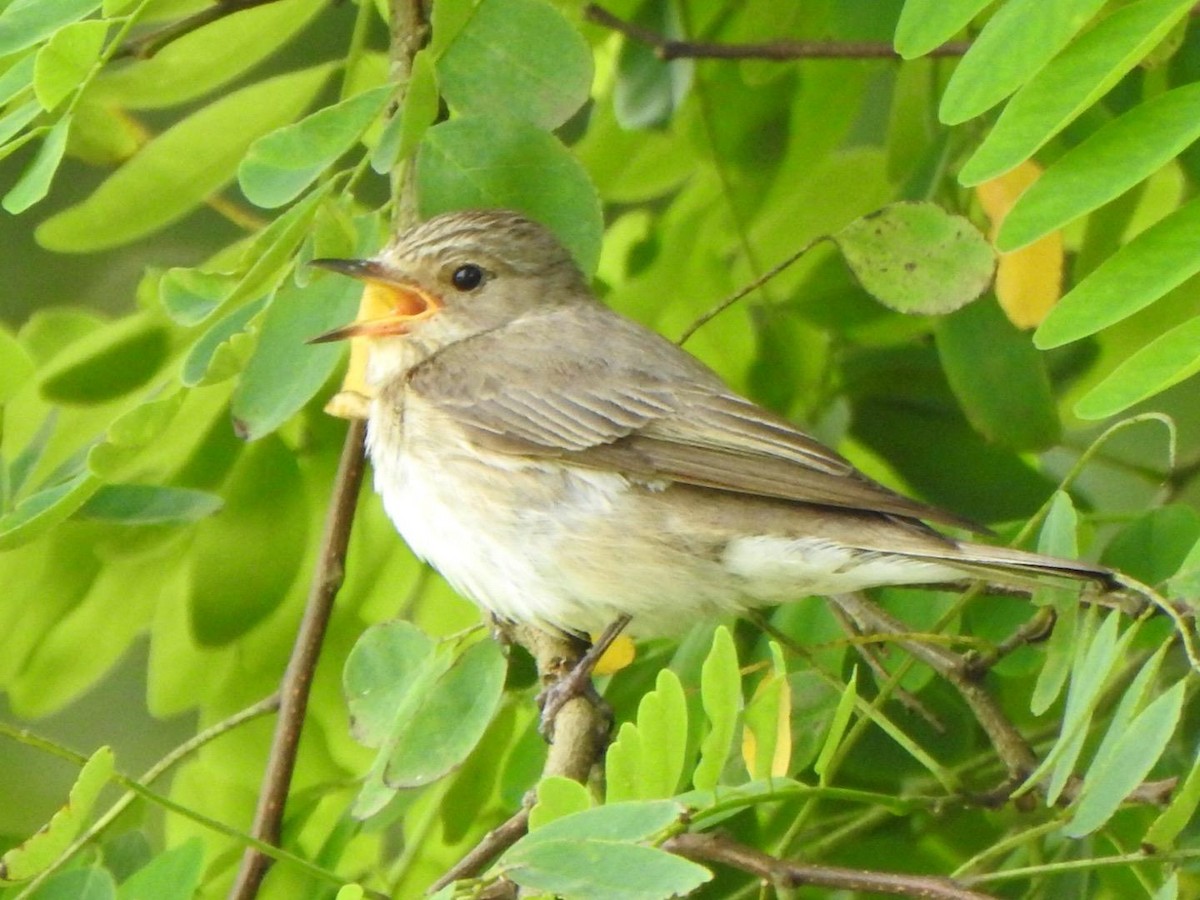 Spotted Flycatcher - ML621882957