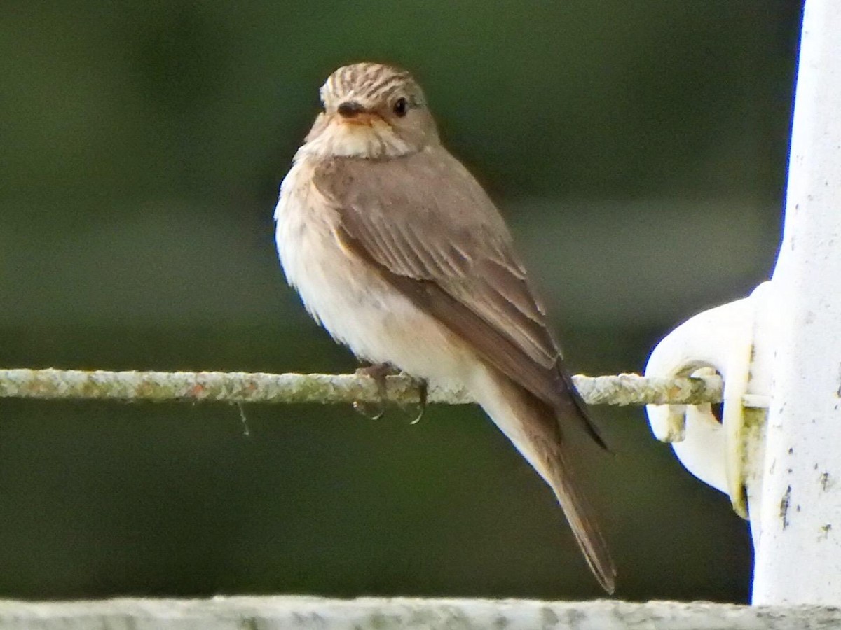 Spotted Flycatcher - ML621882958