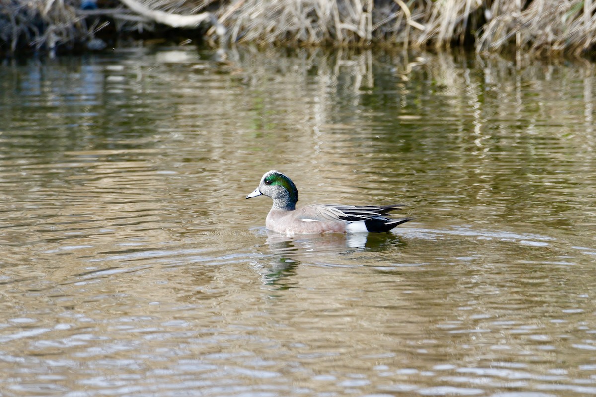 American Wigeon - ML621882961