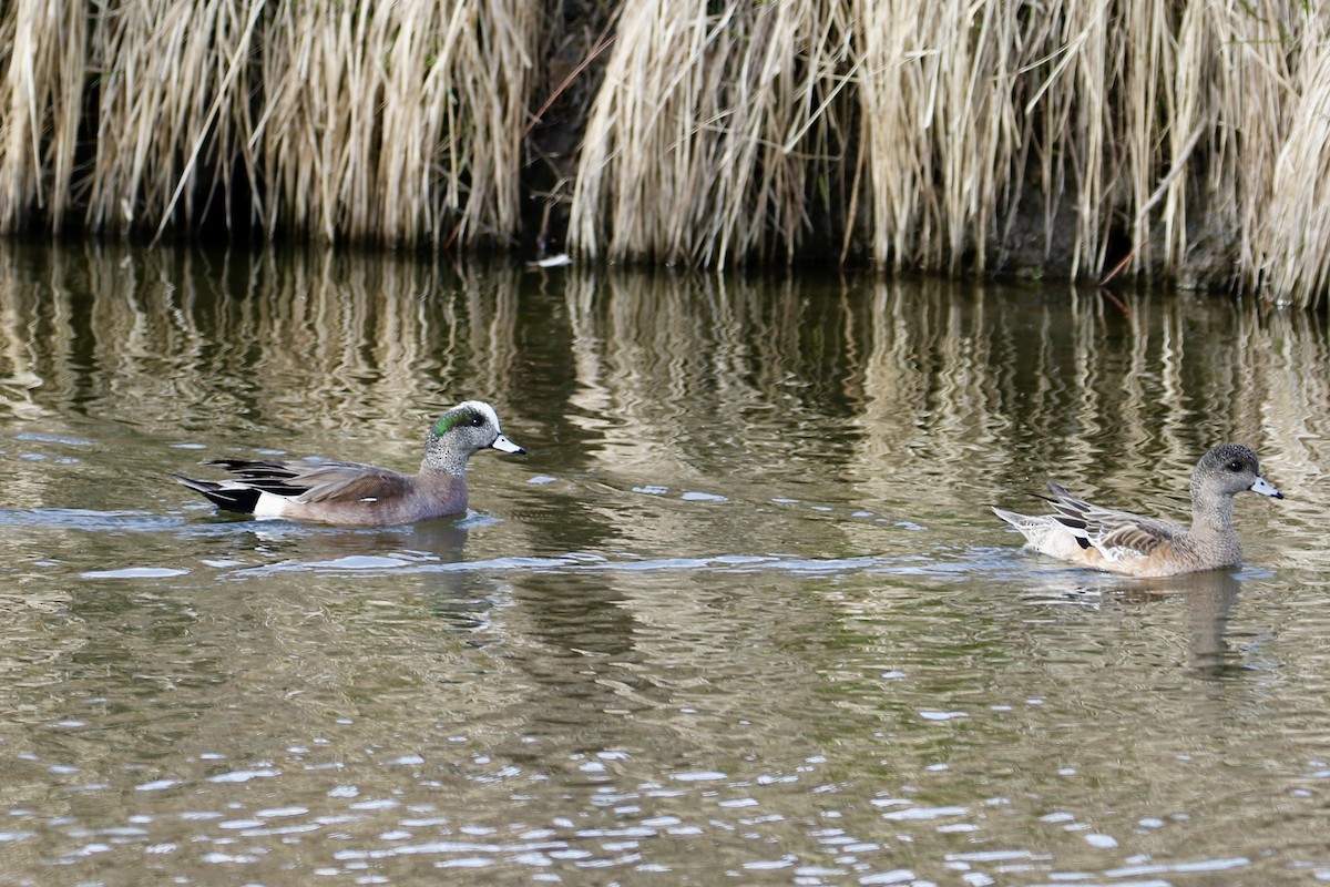 American Wigeon - Kenna Sue Trickey