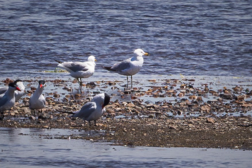 Ring-billed Gull - Jill Dale