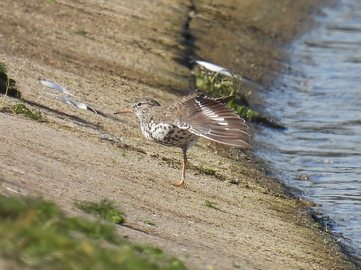 Spotted Sandpiper - ML621882991