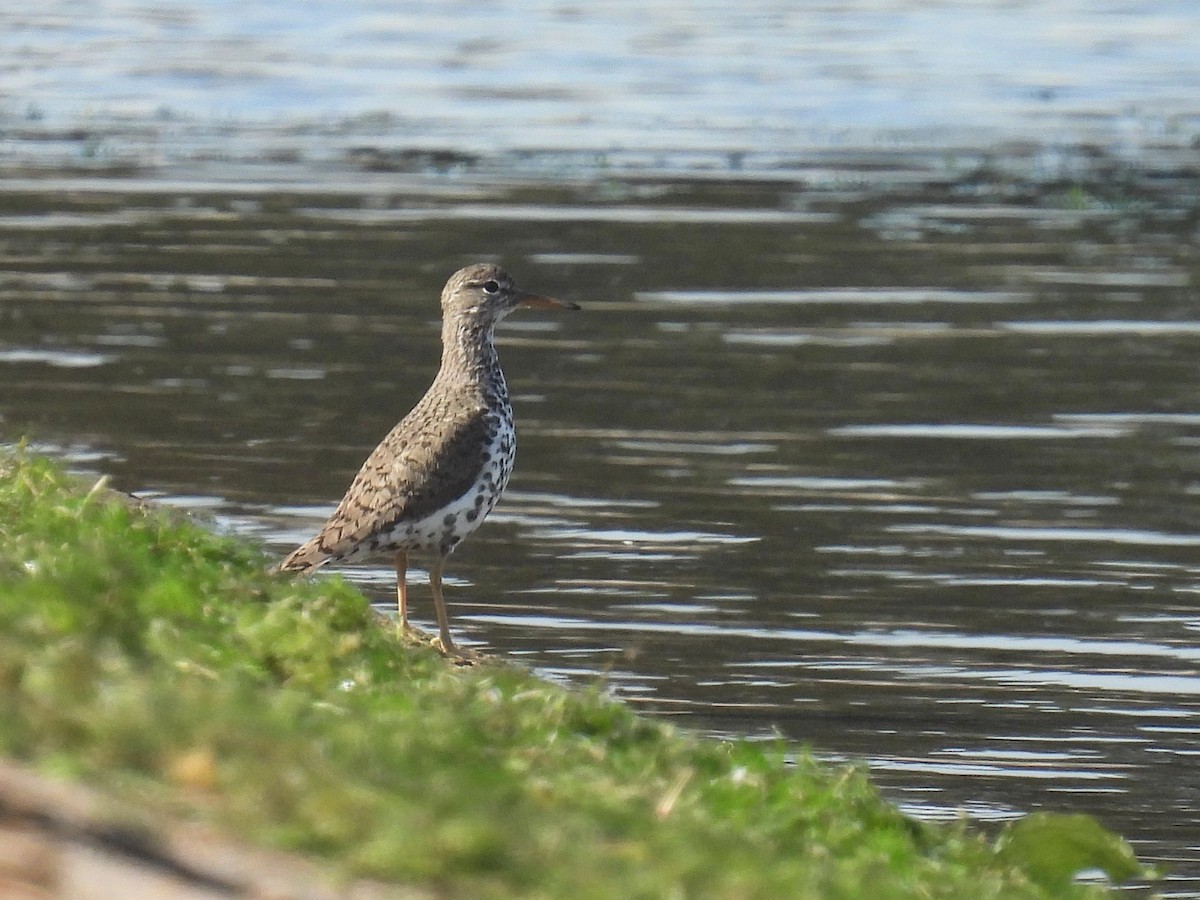 Spotted Sandpiper - ML621882992