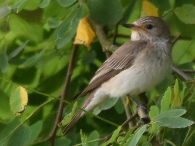 Spotted Flycatcher - ML621883000