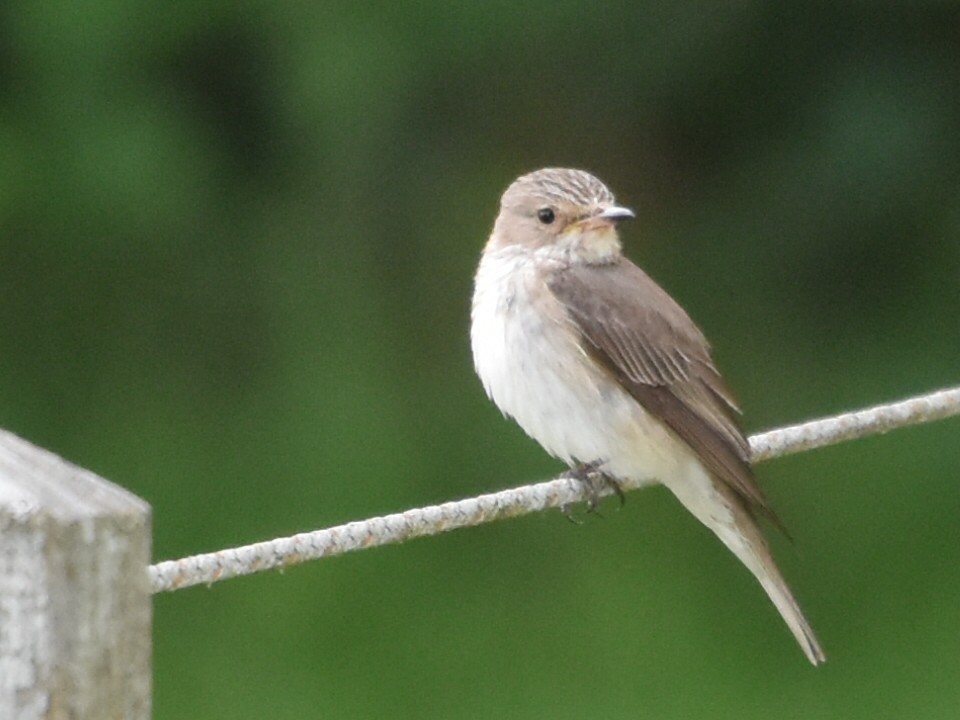 Spotted Flycatcher - ML621883001