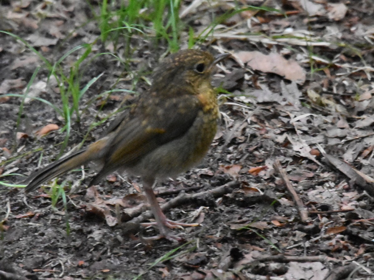 European Robin - ML621883016