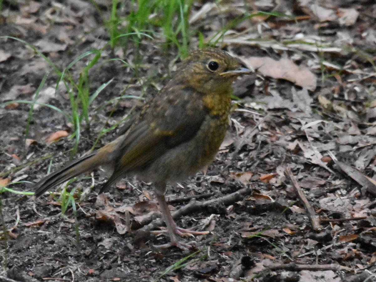 European Robin - ML621883017